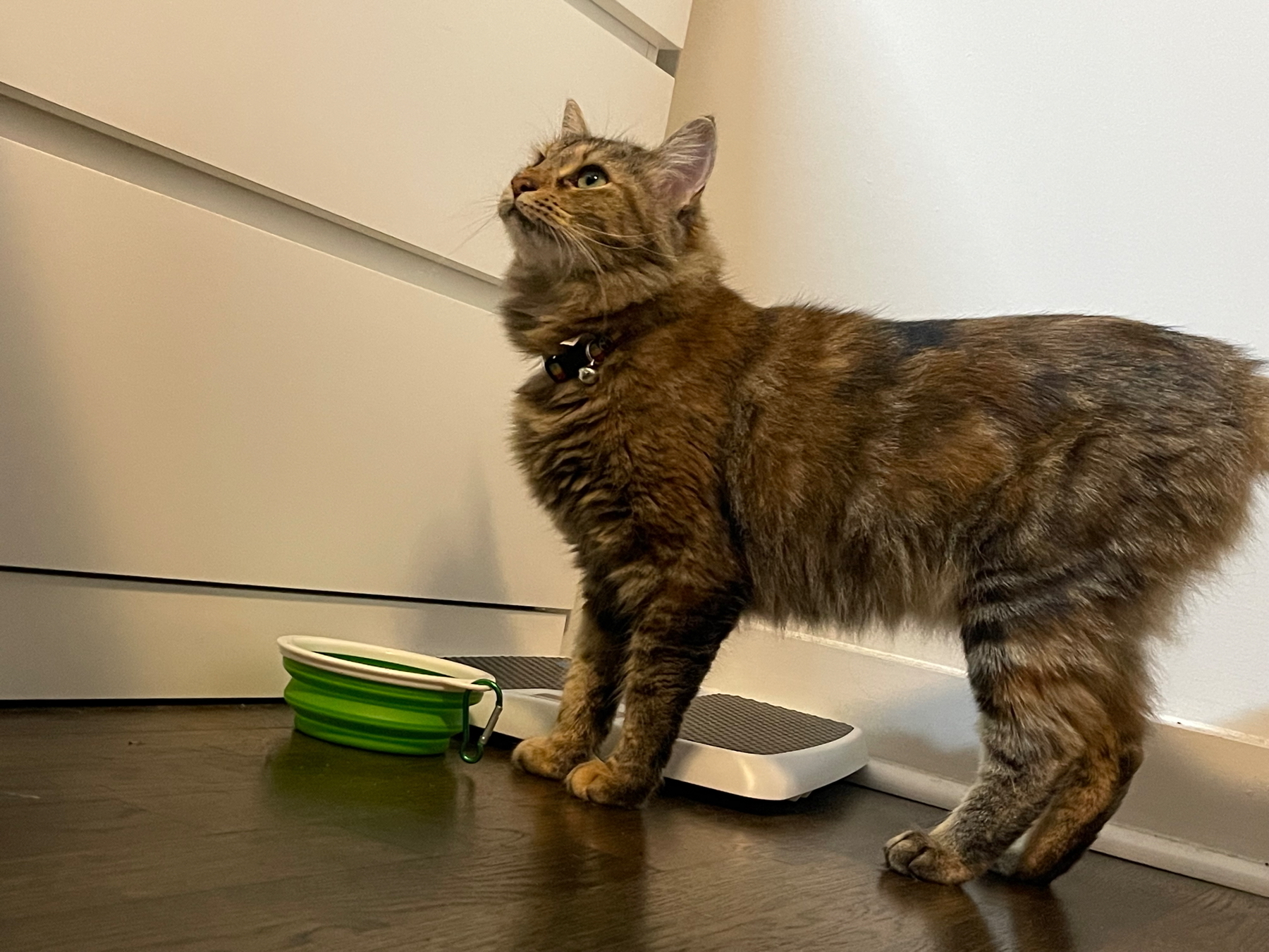 A fluffy cat with a collar stands next to a green collapsible bowl and a white wall.