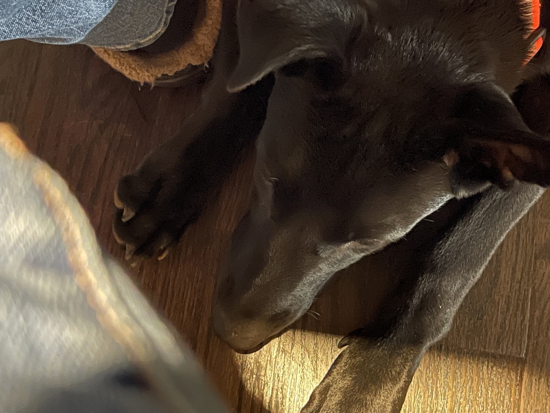 A black dog is lying on a wooden floor, looking pensive. 