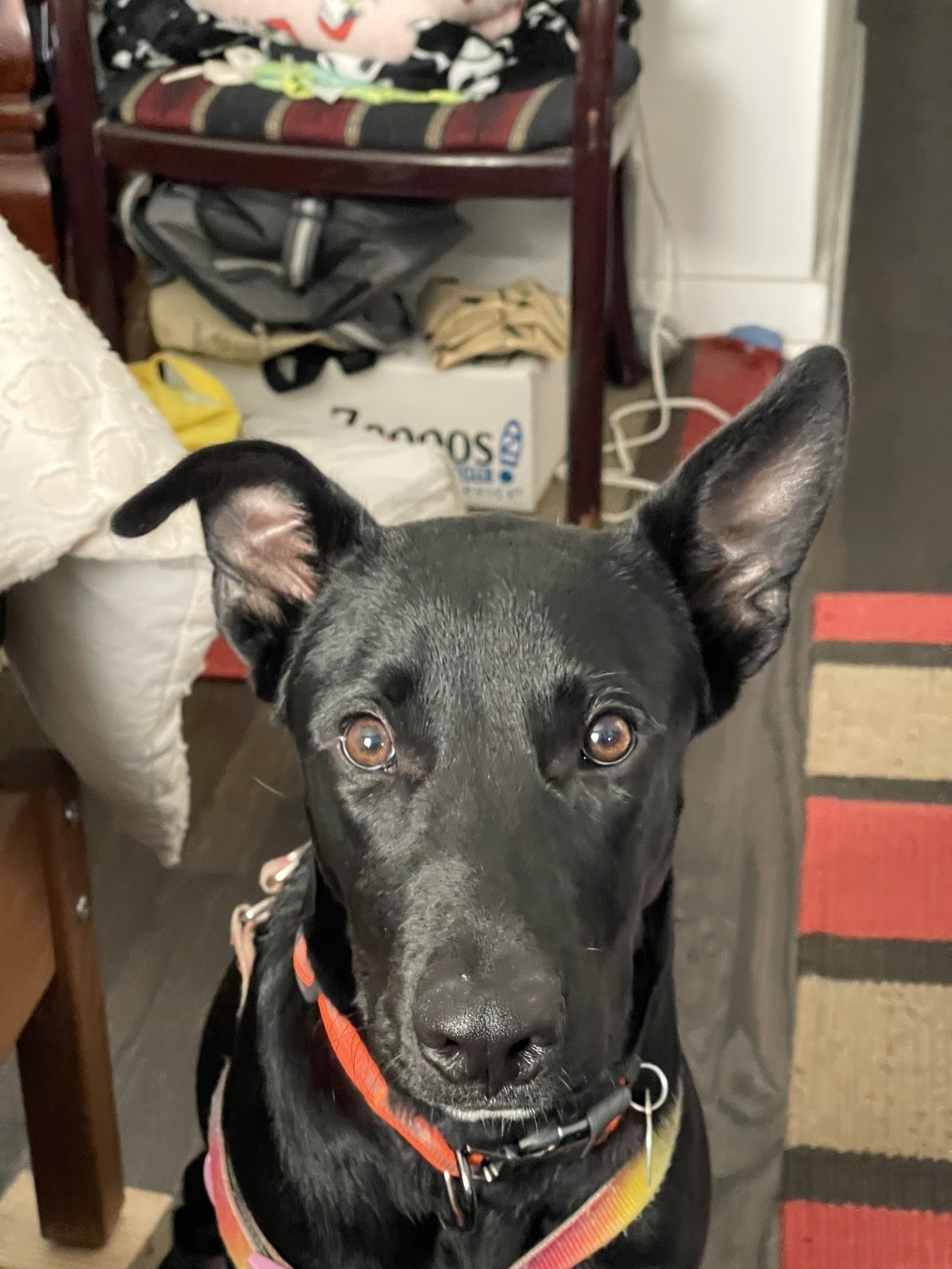 A black dog with large ears (right one up, left one flopped) is sitting indoors, wearing a colorful collar and looking at the camera.