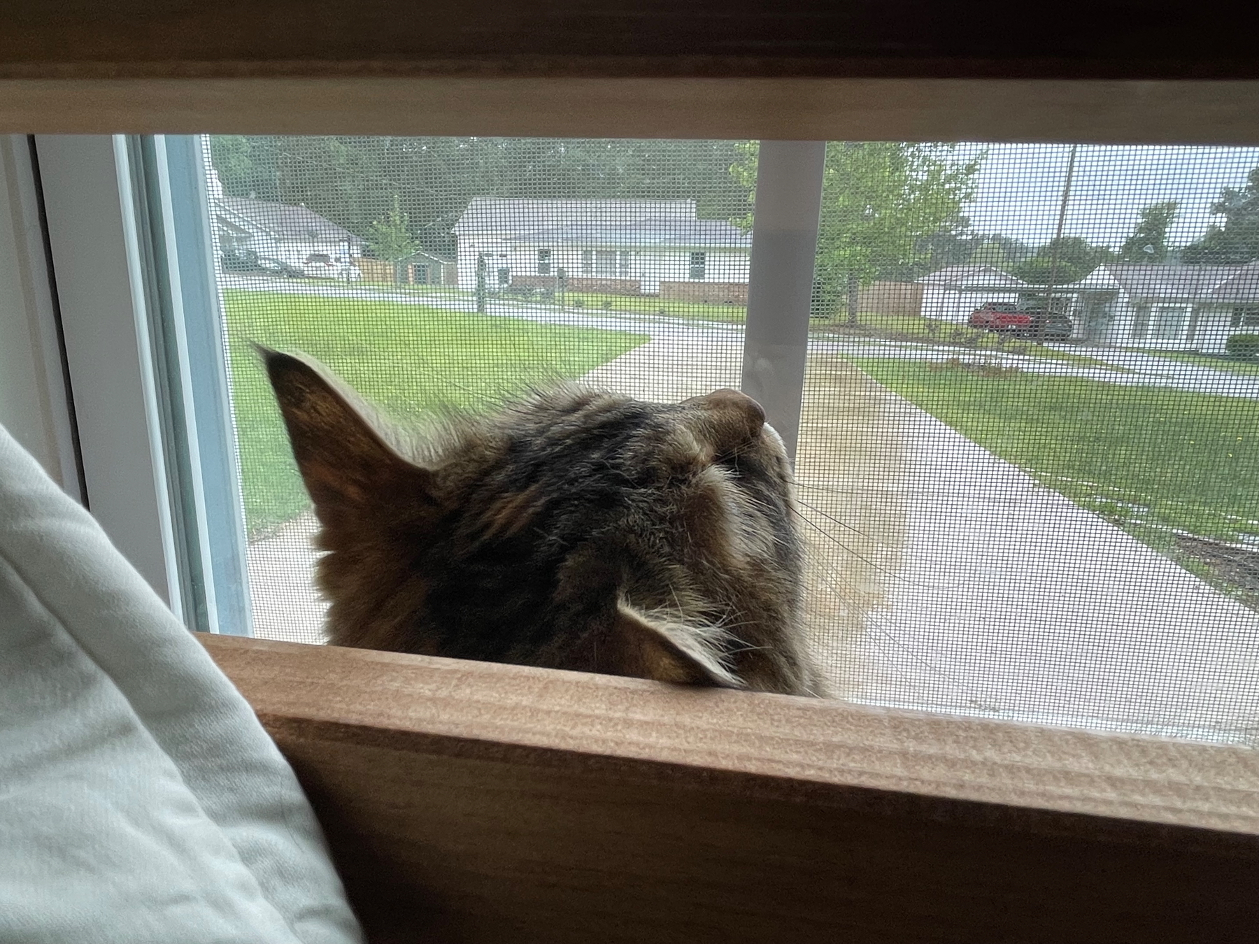 A fluffy cat looks out a window through a screen, with a view of a rainy suburban street outside.