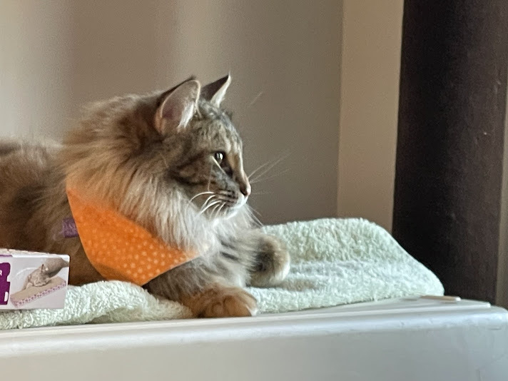 A fluffy cat wearing an orange bandana is resting on a rolled up green towel next to a cardboard cat scratchpost and a cat tower.